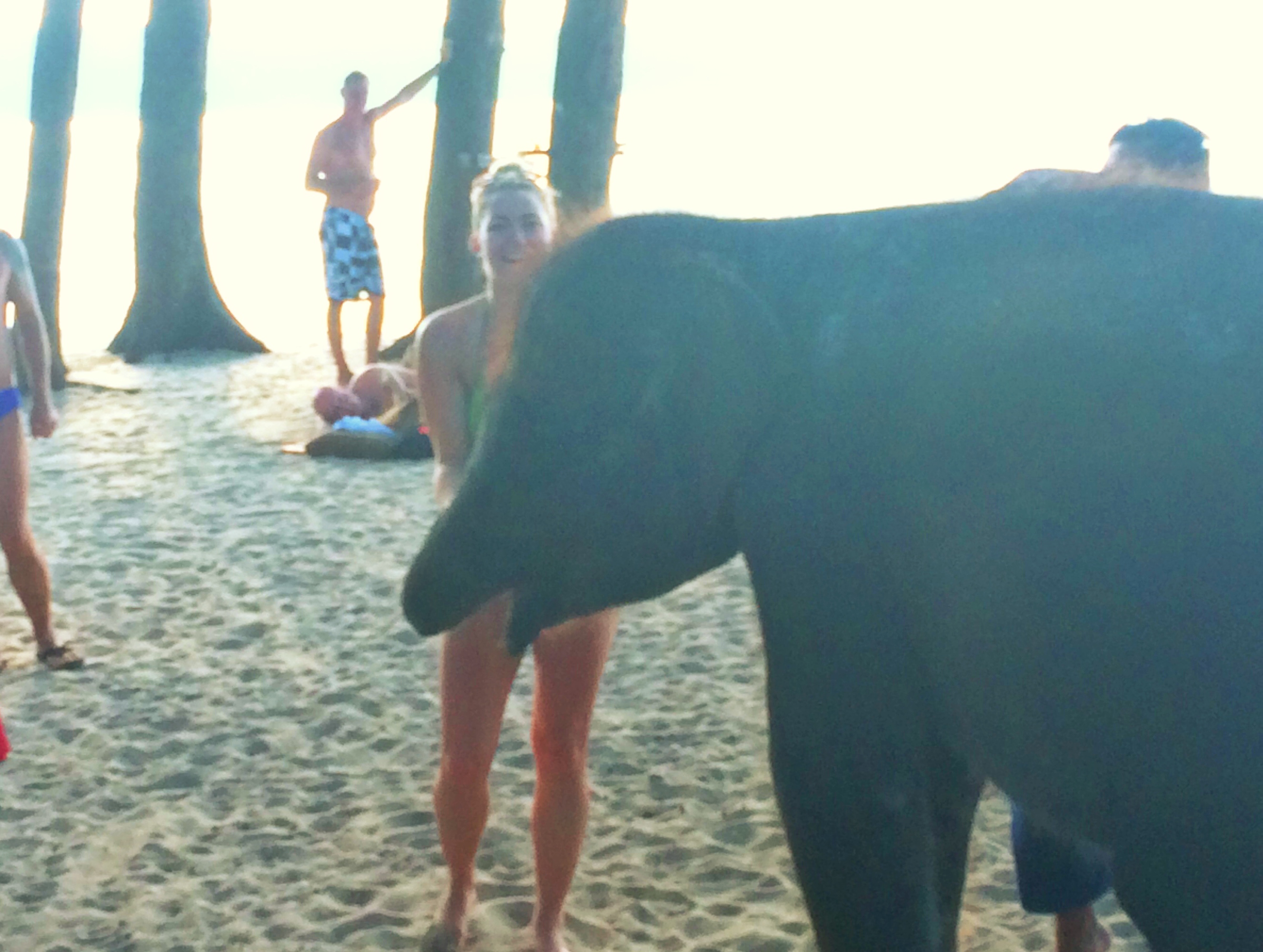 I met an elephant named Candy on the beach 