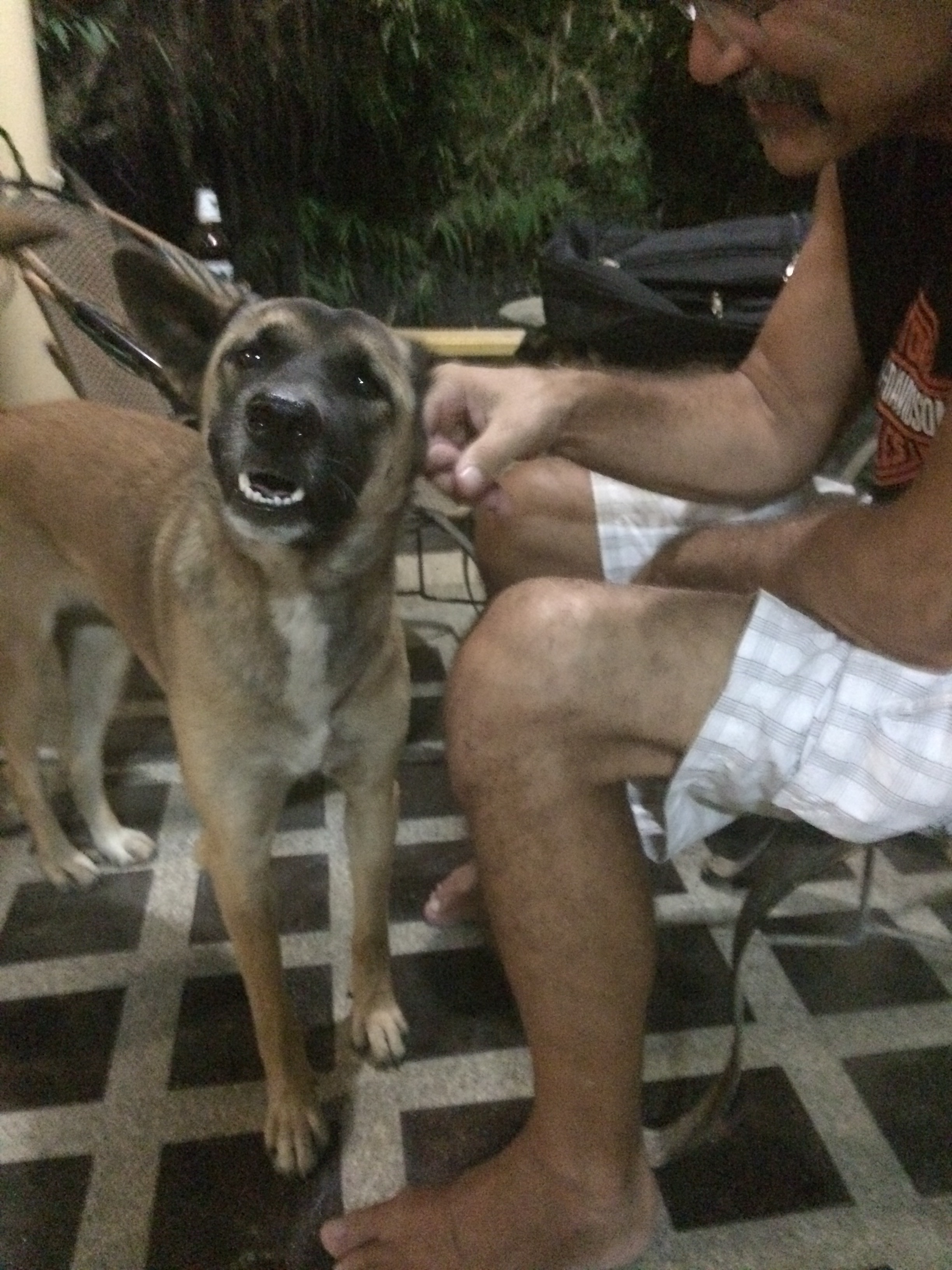 Soi means "street" in Thai. The soi dogs here are so friendly and we're bribing them with food for their company. 